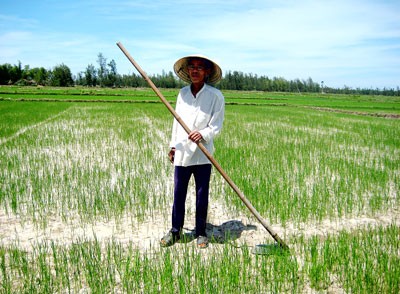 Parched rice fields in Dien Ban District in the central province of Quang Nam (Photo: SGGP) Parched rice fields in Dien Ban District in the central province of Quang Nam (Photo: SGGP)